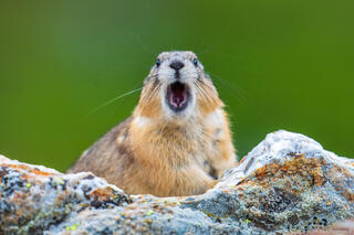 What does the Pika Say?
