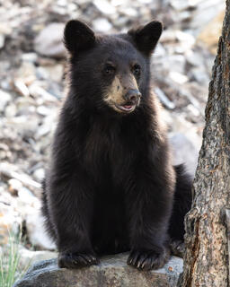 Happy Bear