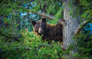 Bears
