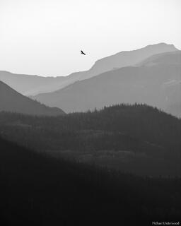 As The Raven Flies
