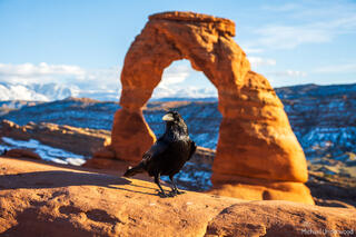 Desert Wildlife