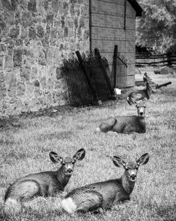 At Rest