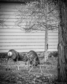 Neighbor's Quarrel #2