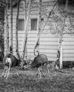 Neighbor's Quarrel