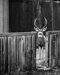 Fence Framed Buck