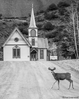 Baptist Fawn
