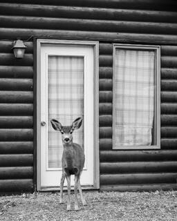 On Guard