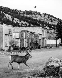 Town Buck