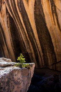 The Little Tree