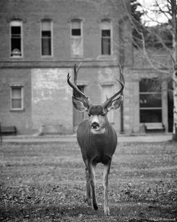 King of the Park