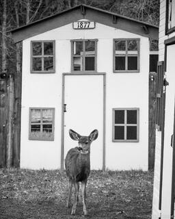 Lil Courthouse Lil Deer