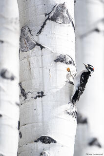 Aspen Artist