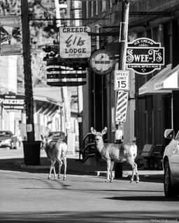 Creede Traffic