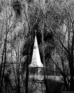 Light in the Trees