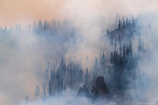 Smoky Trees