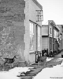 Lake City Deer