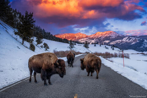The Greater Yellowstone Ecosystem