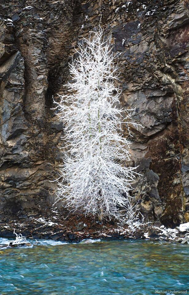The Frozen Tree print
