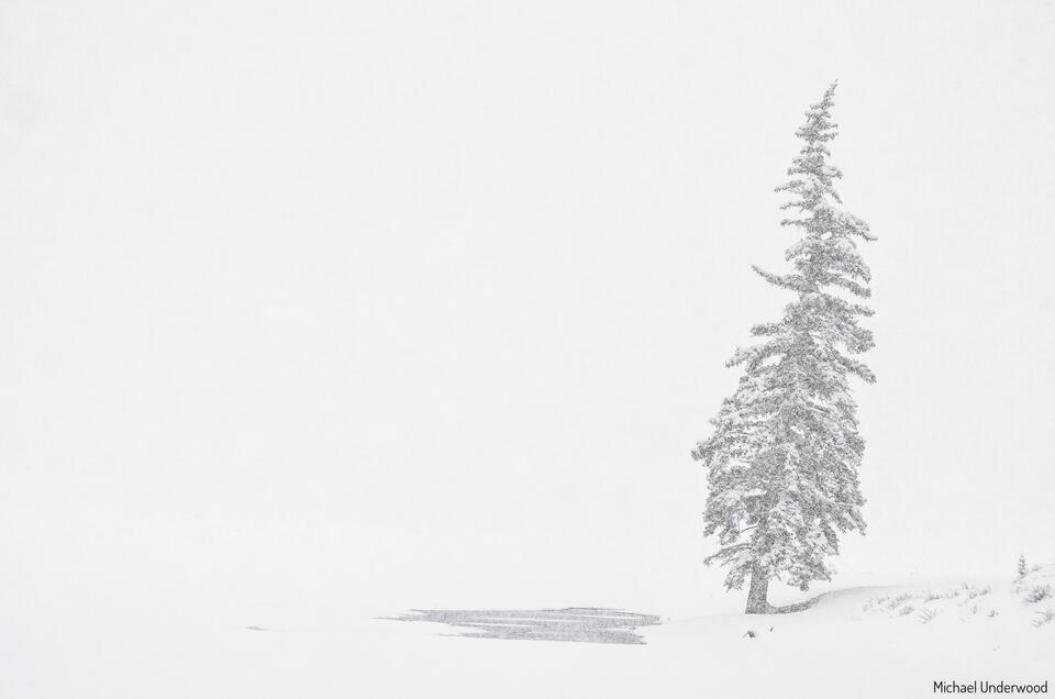Lone Tree print