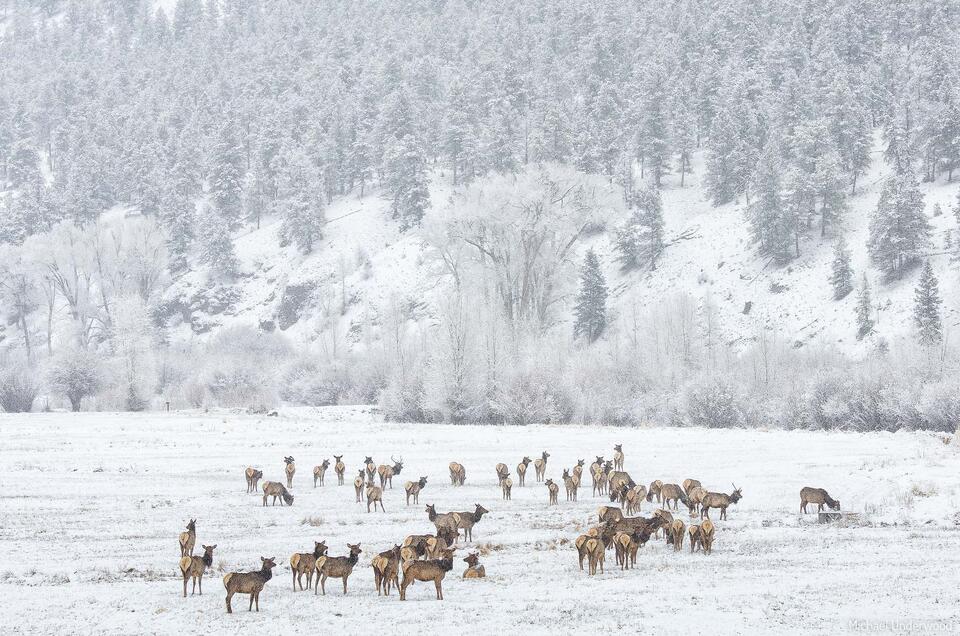 Lingering Winter print