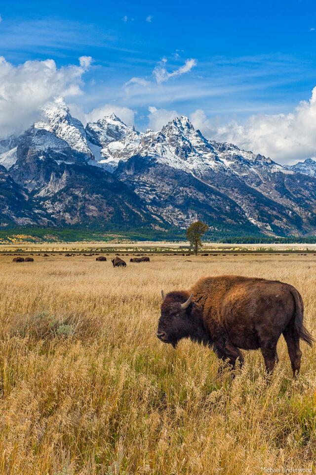 Teton Bison print