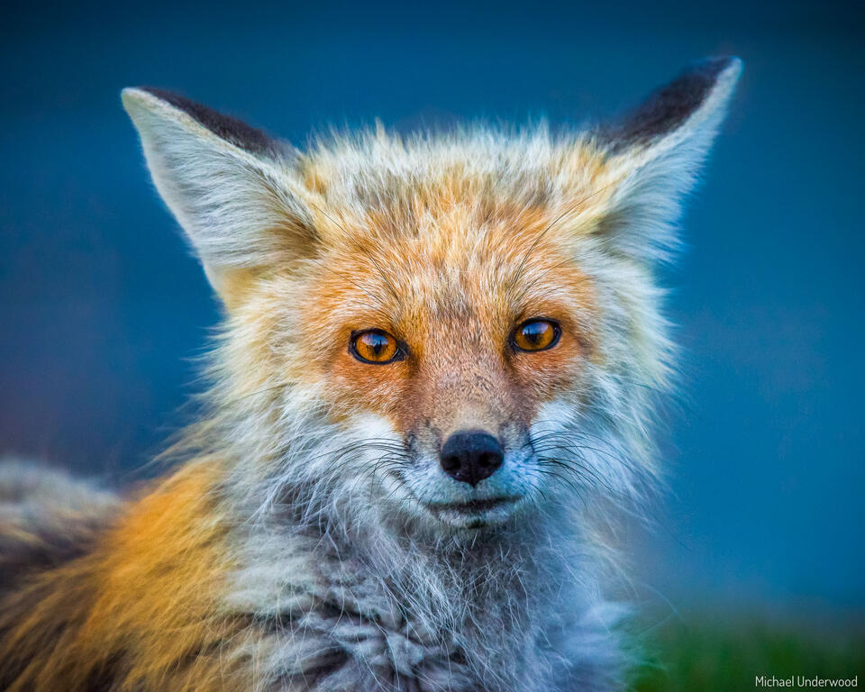 Lake Fox print
