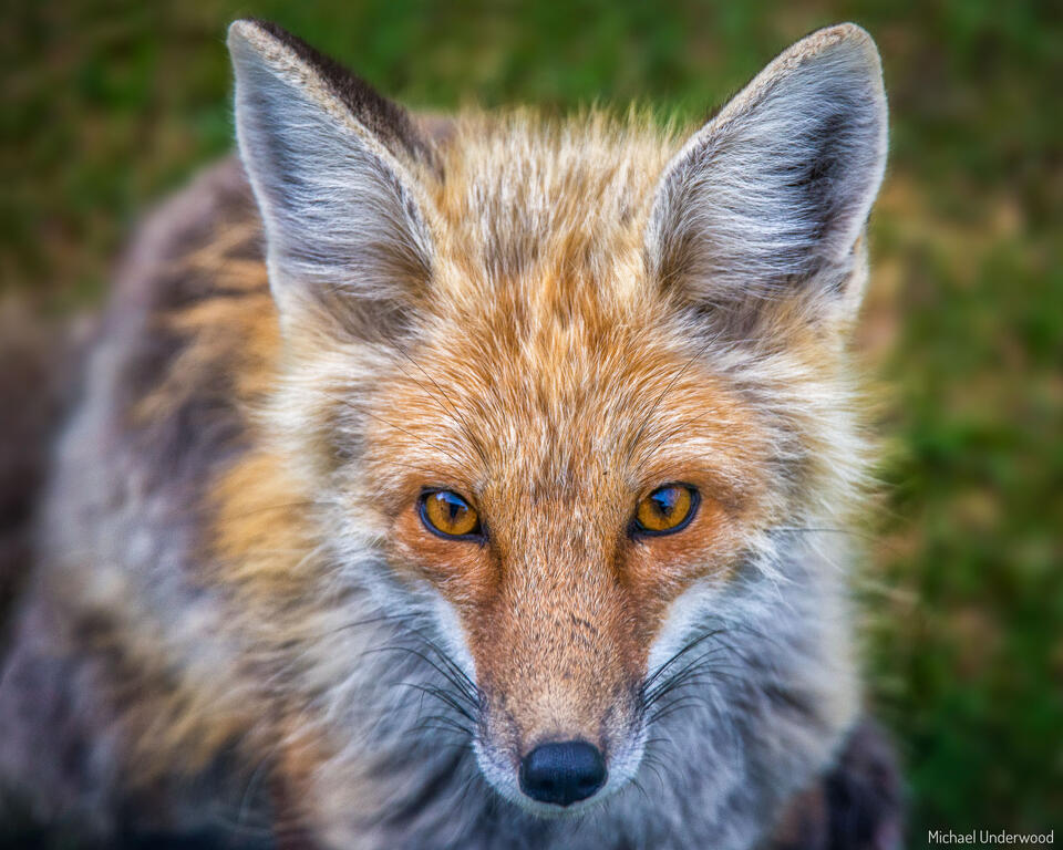 Portrait of a Fox print