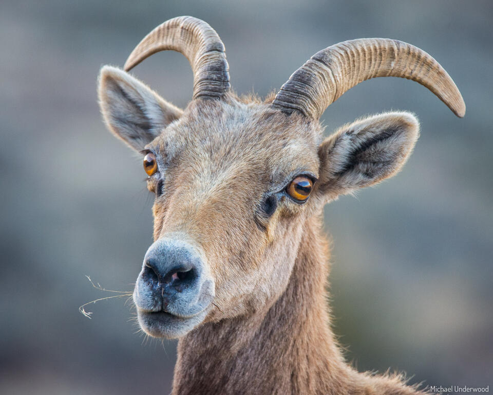 Ewe Portrait print