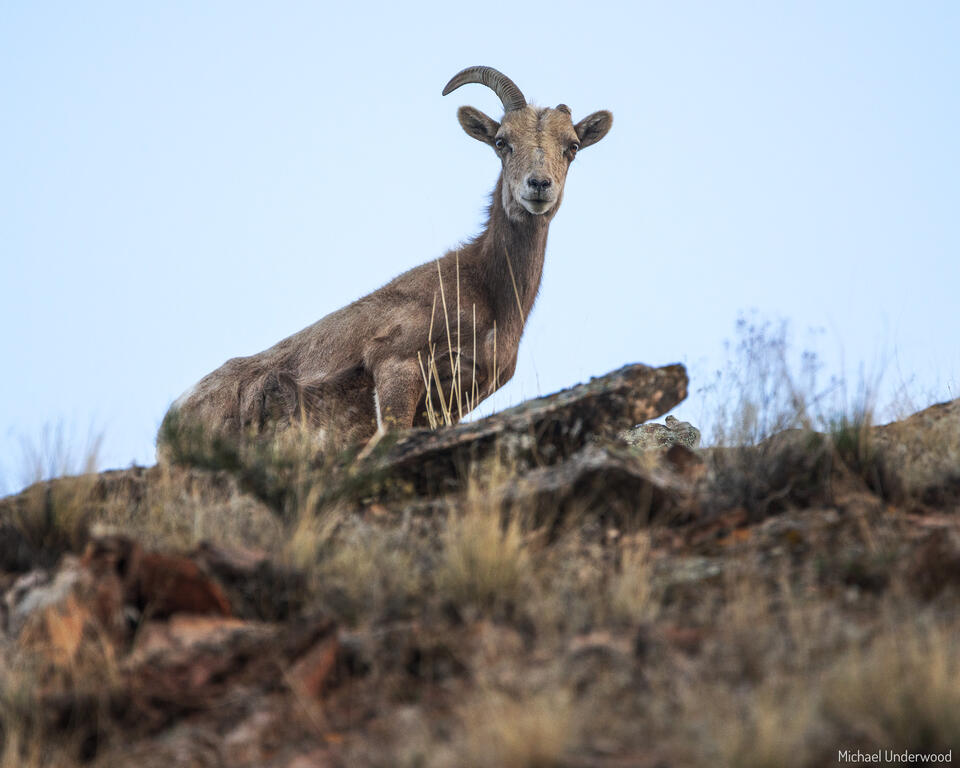 One Horn print