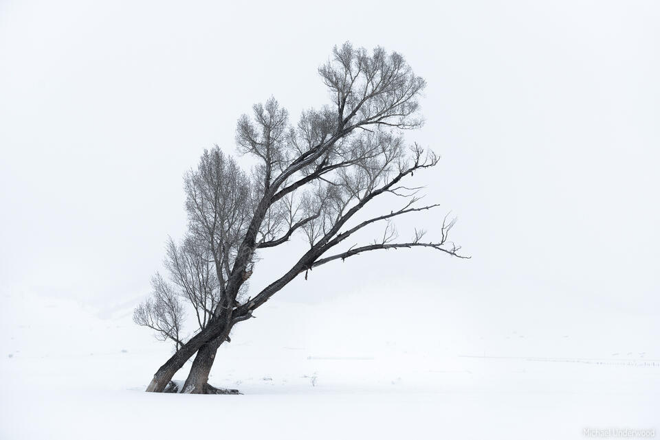 Waltzing Cottonwoods print