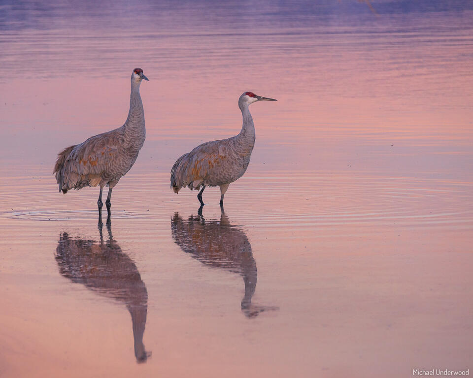 Sandhill Sunrise print