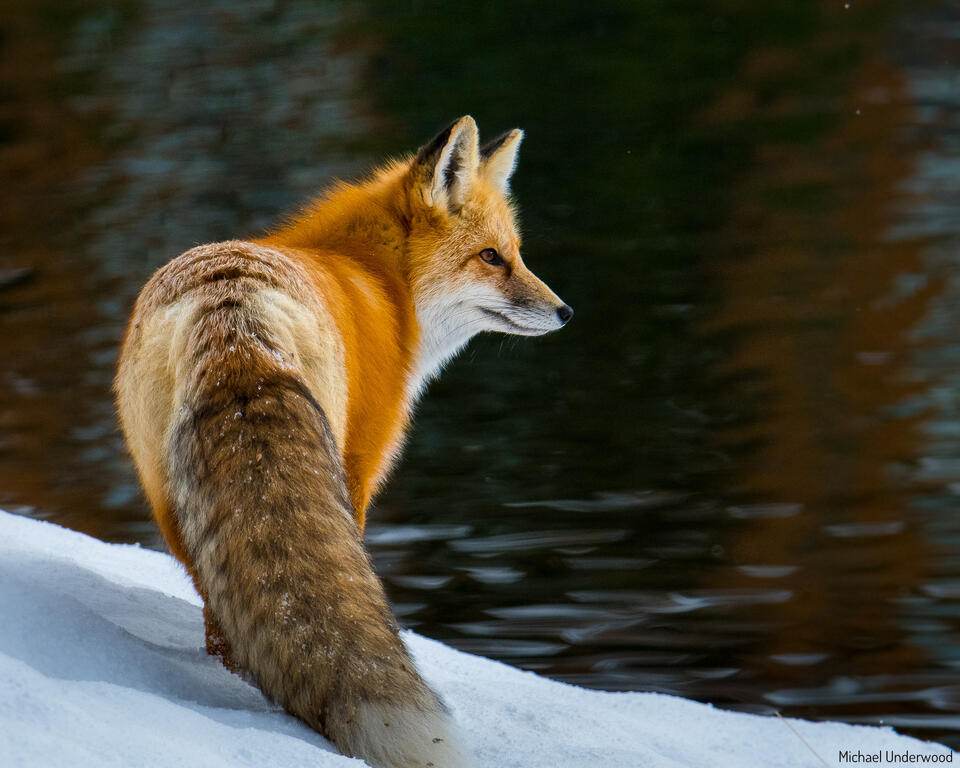 River Fox print