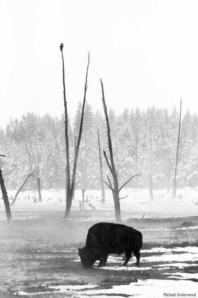 Bison and Hawk print
