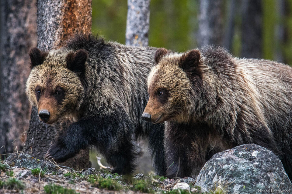 Twin Grizzly Cubs print