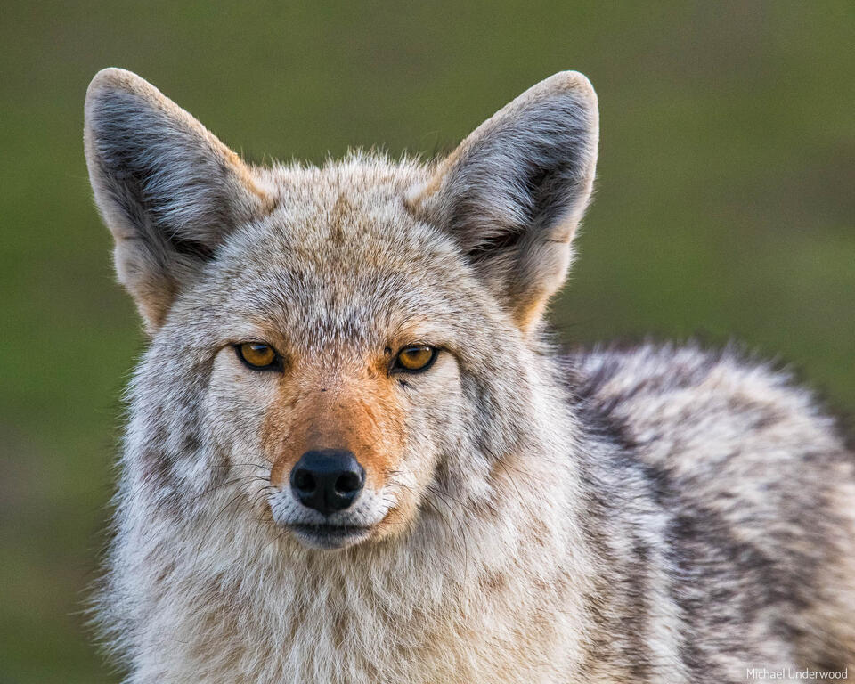 Yellowstone Coyote print