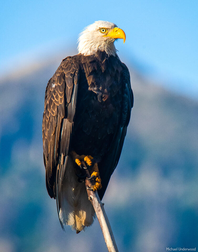 Cristobal Eagle print