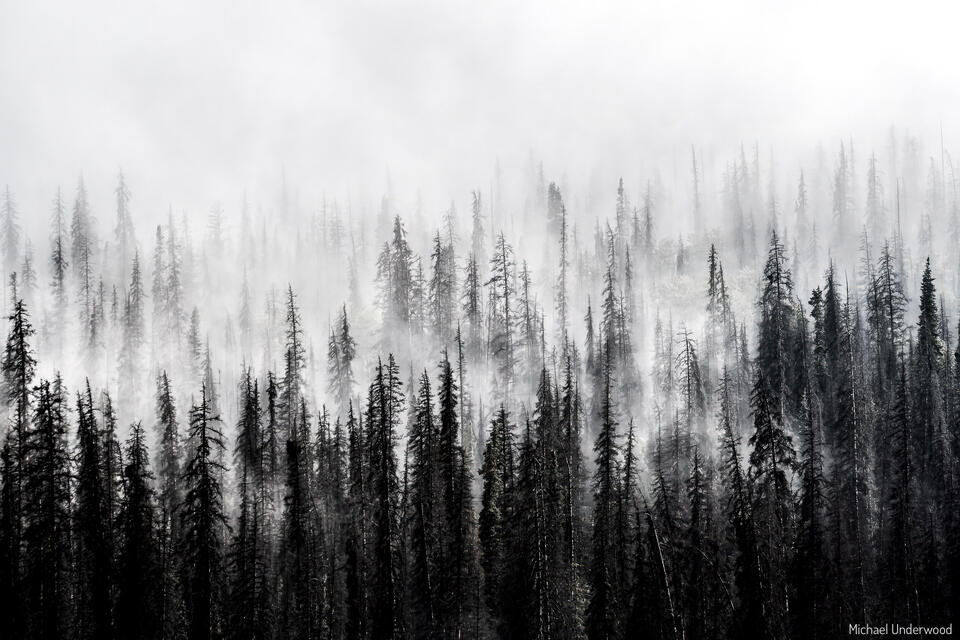 Ghost Trees print