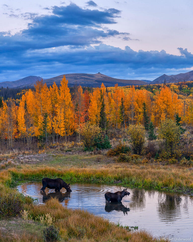 Mom and Calf Moose at Twilight print