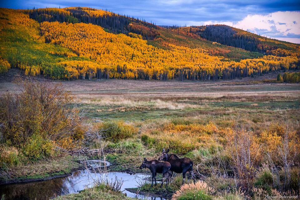 Mom and Calf Moose at Twilight print