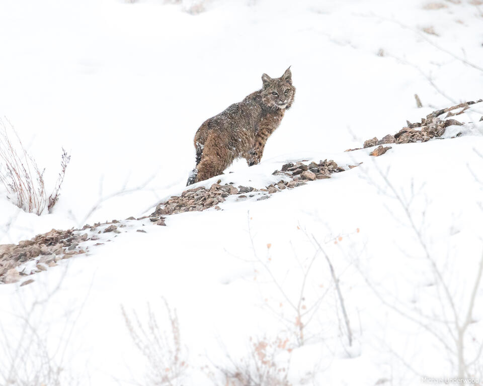 Bobcat print