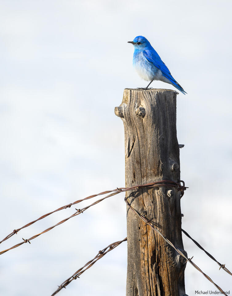 Sign of Spring print