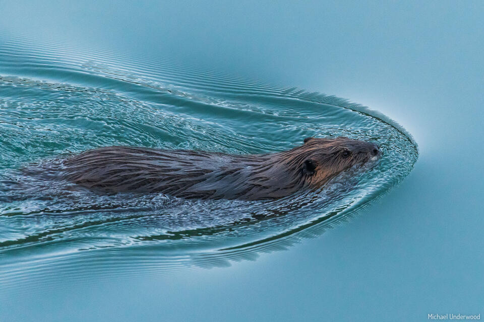 Beaver Swim print