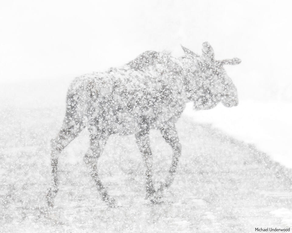 Snow Moose print