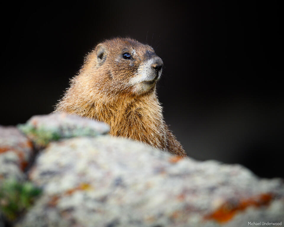Marmot Portrait print