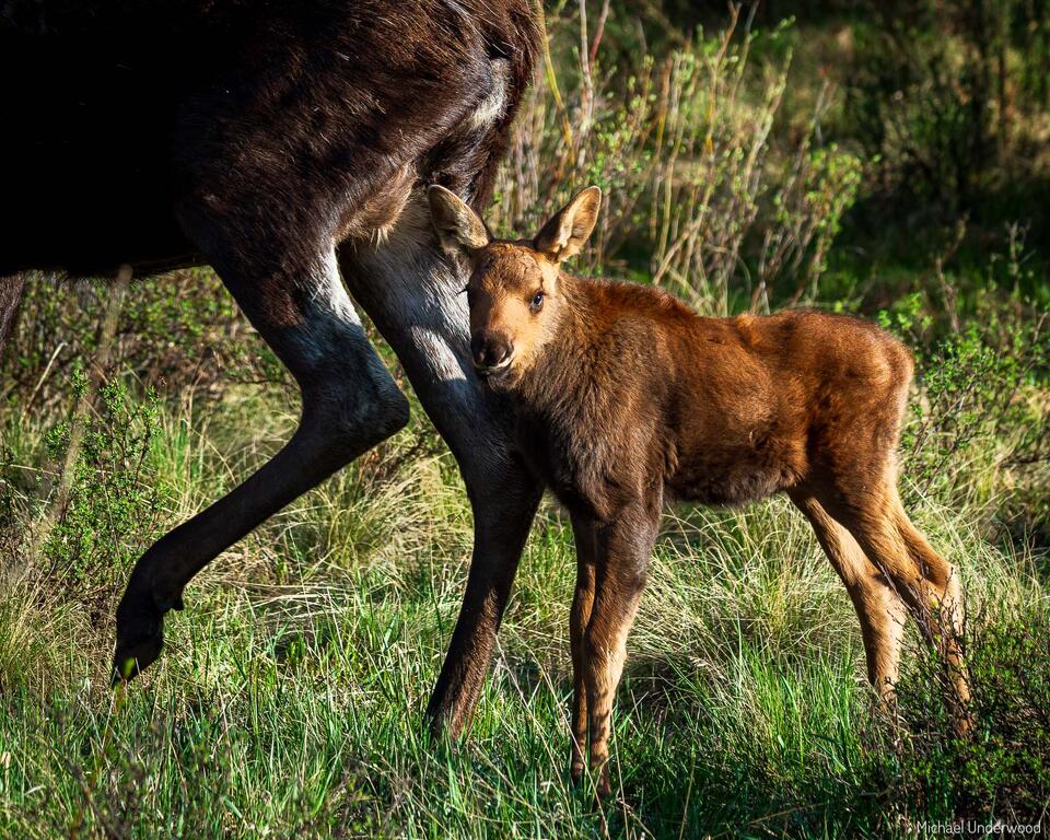 Moose Calf and Mom print