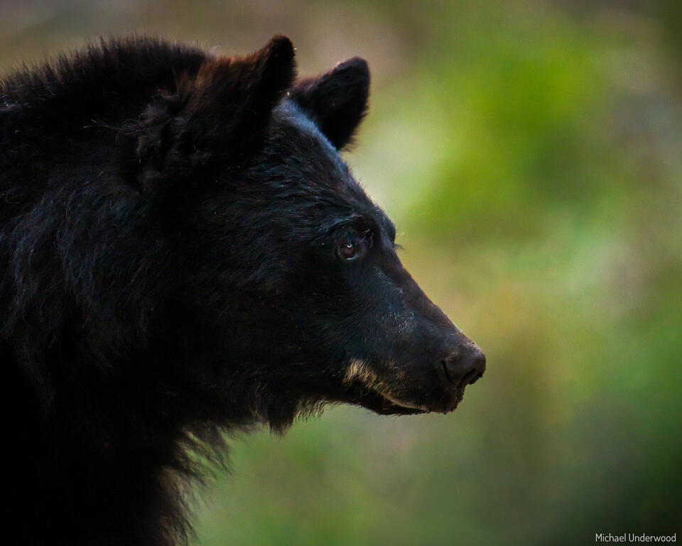 Bear Portrait print