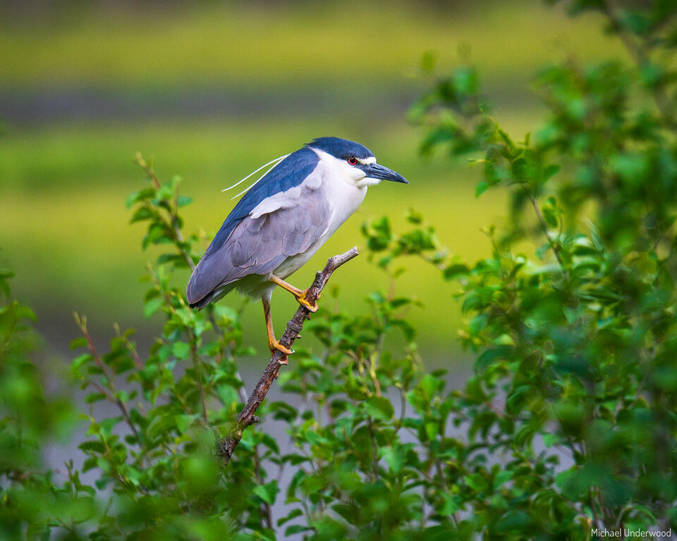 Night Heron print
