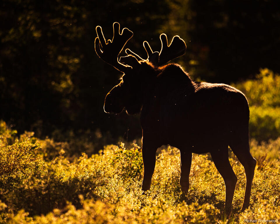 Morning Glow print