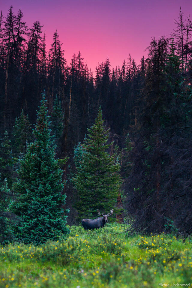 The Clearing print