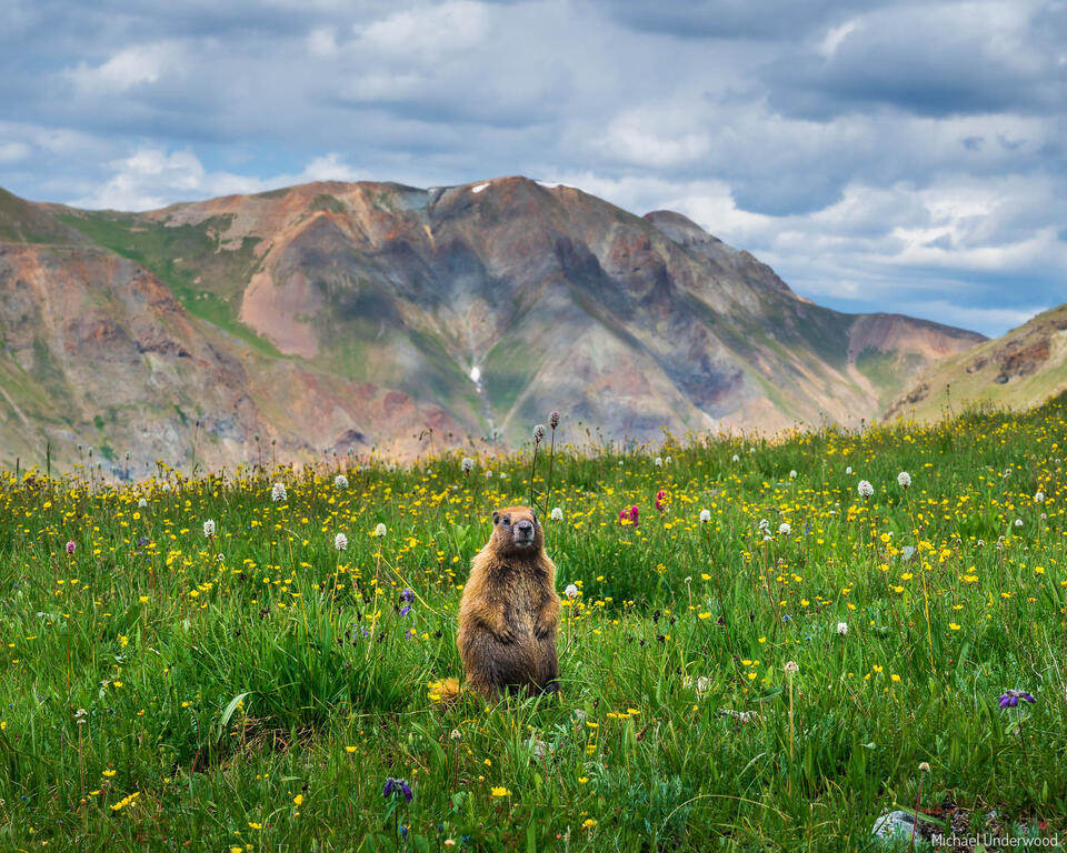 Alpine Buddy print